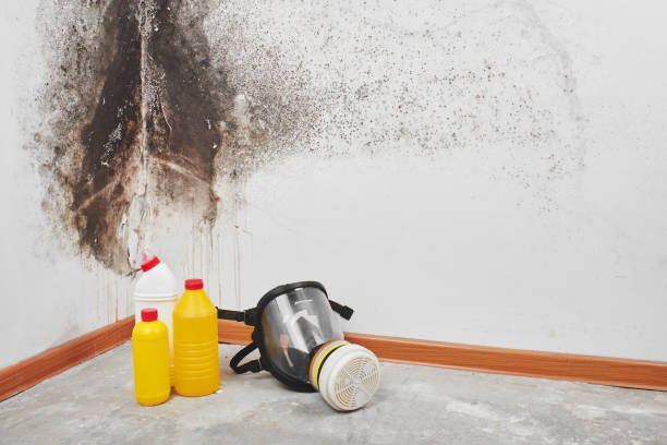 Best Localized Mold Remediation (e.g., coastal areas, humid climates) in Estancia, NM