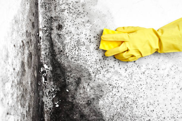 Best Crawl Space Mold Remediation in Estancia, NM