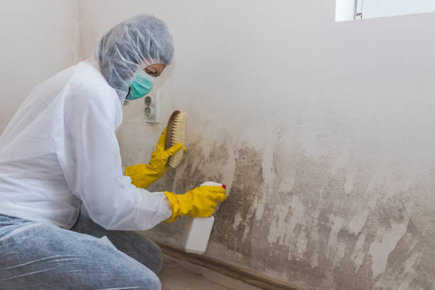 Best Commercial Mold Remediation in Estancia, NM
