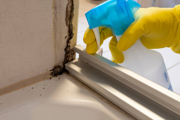 Best Kitchen Mold Remediation in Estancia, NM