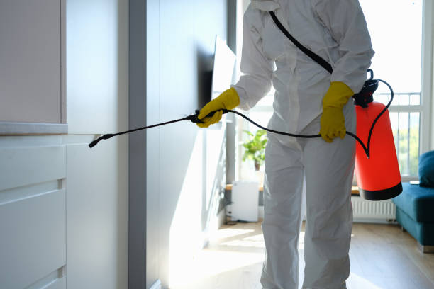 Best Mold Remediation for Schools in Estancia, NM