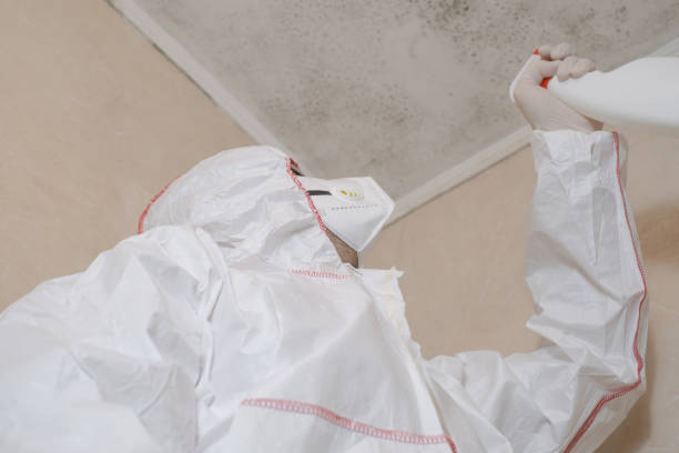 Best HVAC Mold Remediation in Estancia, NM