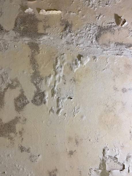 Best Mold Testing and Inspection Services in Estancia, NM