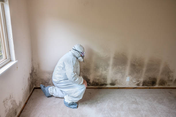 Best White Mold Remediation in Estancia, NM