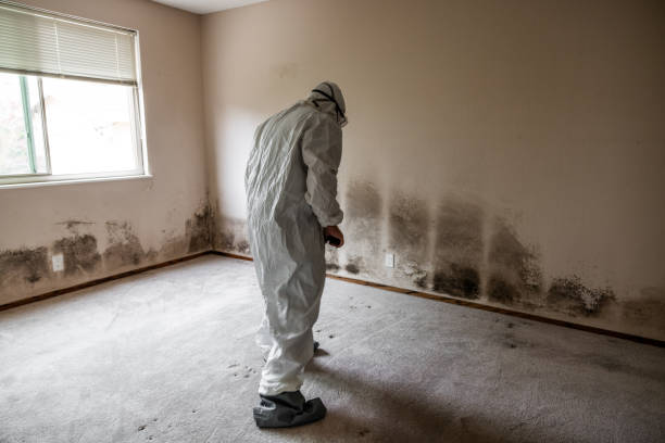 Best White Mold Remediation in Estancia, NM
