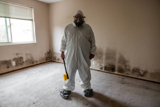 Best Black Mold Remediation in Estancia, NM