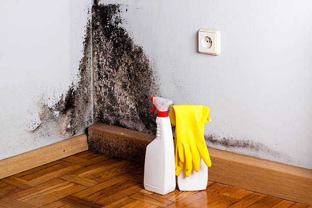 Best Attic Mold Remediation in Estancia, NM