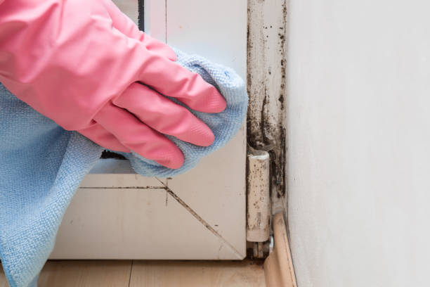 Best Industrial Mold Remediation in Estancia, NM